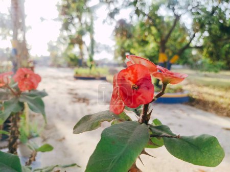 En un jardín en llamas con tonos de rosa y rojo, la danza de las flores y las hojas pinta una vibrante sinfonía de la belleza de la naturaleza