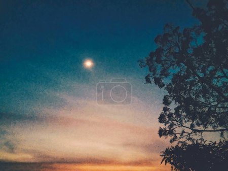 Photographie de nuit avec des arbres et la lune pour le fond de modèle de médias sociaux