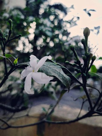 White flower photography for social media template background