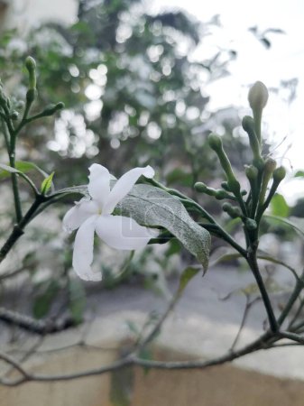 Weiße Blume Fotografie für Social Media Template Hintergrund