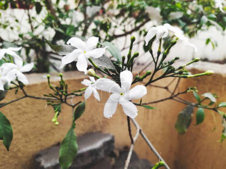 White flower photography for social media template background