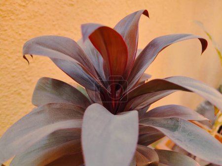 Fotografía de plantas de decoración casera con hojas verdes y rojas para el fondo de la plantilla de redes sociales