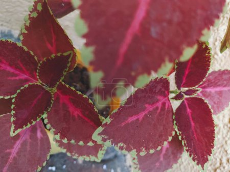 Décoration photo de plantes avec des feuilles vertes et rouges pour les médias sociaux modèle arrière-plan