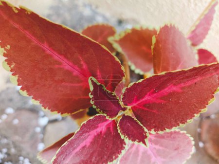 Fotografía de plantas de decoración casera con hojas verdes y rojas para el fondo de la plantilla de redes sociales