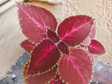 Photo for Home decoration plant photography with green and red leaves for social media template background - Royalty Free Image