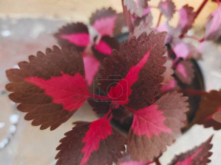 Photo for Home decoration plant photography with green and red leaves for social media template background - Royalty Free Image