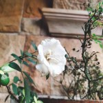 White rose and plants for home decoration 