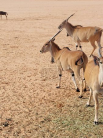 Téléchargez les photos : Gazelles in Nofa Wildlife Safari Park Resort - en image libre de droit