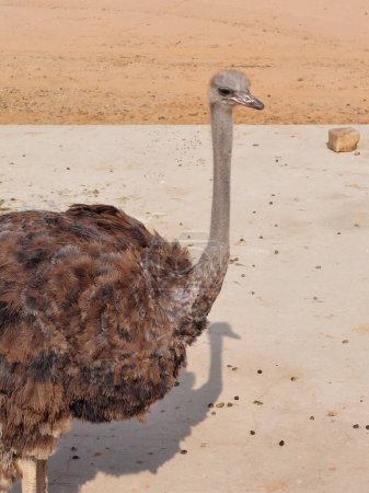 Photo for Ostriches eating in Nofa Wildlife Safari Park Resort - Royalty Free Image
