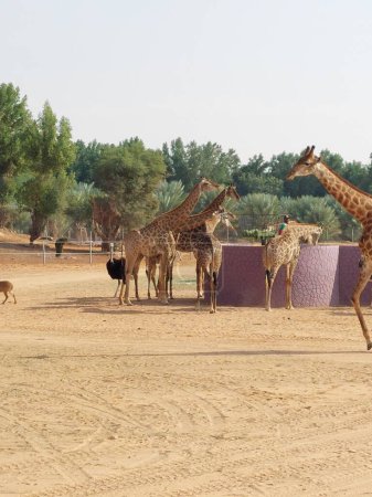 Téléchargez les photos : Giraffe standing tall in Nofa wildlife safari resort park - en image libre de droit