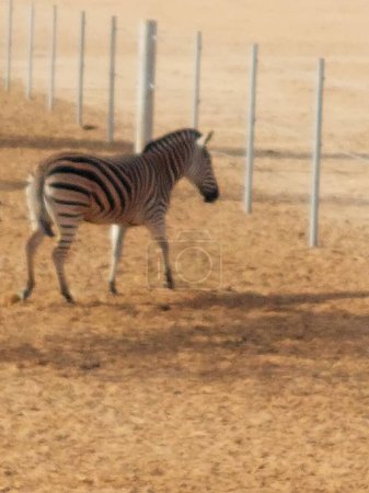 Téléchargez les photos : Zebra roaming free in Nofa Wildlife Resort in Saudi Arabia - en image libre de droit
