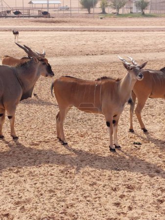 Foto de Gazelles in Nofa Wildlife Safari Park Resort - Imagen libre de derechos