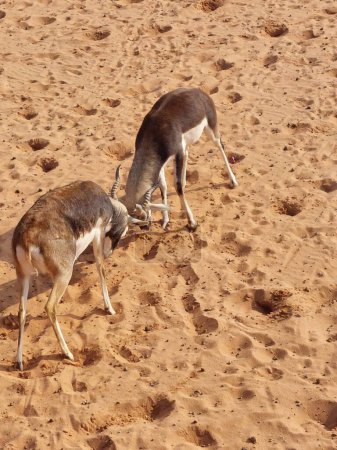 Téléchargez les photos : Gazelle fight in Nofa Wildlife Safari Park Resort - en image libre de droit
