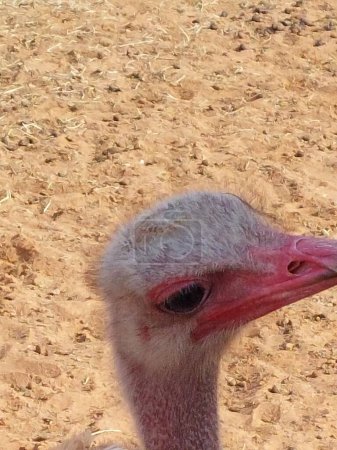 Foto de Ostrich eye in Nofa wildlife park in Saudi Arabia - Imagen libre de derechos