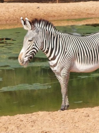 Téléchargez les photos : Zebra roaming free in Nofa Wildlife Resort in Saudi Arabia - en image libre de droit