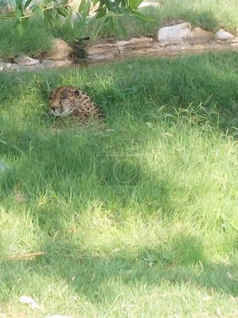 Téléchargez les photos : Cheetah sleeping in wildlife safari park - en image libre de droit