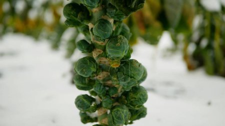 Rosenkohl Bauernhof Ernte Bio Winter Schnee Ernte Pflanze Brassica oleracea Gemüse Kohlblatt Pflanze landwirtschaftlicher Anbau Pflanzenkulturen, angebaut grün wachsende frostbeständige Landwirtschaft
