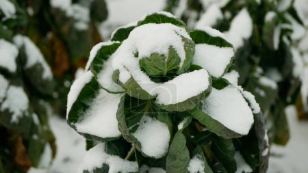 Rosenkohl Bauernhof Ernte Bio Winter Schnee Ernte Pflanze Brassica oleracea Gemüse Kohlblatt Pflanze landwirtschaftlicher Anbau Pflanzenkulturen, angebaut grün wachsende frostbeständige Landwirtschaft