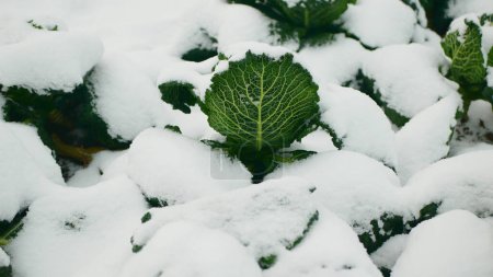 Field Savoy cabbage winter snow covered frost bio detail leaves leaf heads Brassica oleracea sabauda land root crop vegetable farm plantation farming harvest raw growing cultivated garden stem with