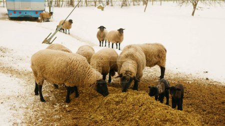 Photo for Heep Suffolk lambs bio organic farm ewe corn silage fodder flock white feeding baby herd British breed of domestic winter snow organic young farming snowy ice fence enclosure raised primarily for its - Royalty Free Image