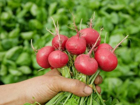 Photo for Fresh radish harvest vegetable hand on the market shop Raphanus raphanistrum crate box sprout grows ground bio farmer farming agricultural farm ecology garden, organically grown edible root - Royalty Free Image