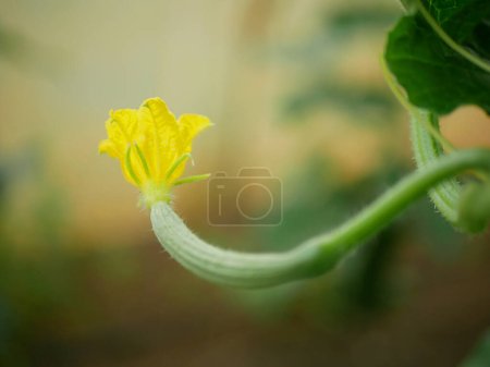 Photo for Cucumber english young Cucumis sativus seedless bio green harvest farmer farming greenhouse folio and agricultural farm garden European corrugated harvesting burpless leaf food natural plant leaves - Royalty Free Image