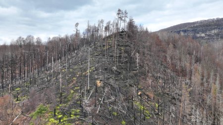 Forest after fire flame drone aerial video wild drought dry black earth ground vegetation stand green natural disaster burnt down trees Bark beetle shot pest Ips typographus dead, spruce and bast tree