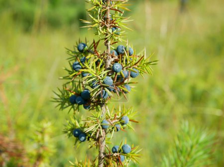 Foto de Enebro Juniperus communis frutas comunes bayas de calidad natural planta madura bayas púrpura para la producción de bebidas alcohólicas de calidad Ginebra es licor, la medicina a base de hierbas borovicka, en la UNESCO - Imagen libre de derechos