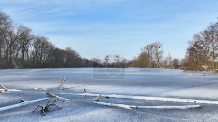 Photo for Lowland fens meadow winter snow ice, Hrdiboricke ponds icy frozen Bolboschoenus maritimus, icy frozen,endangered habitat and a natural monument, reed common broadleaf cattail common, cattail bulrush - Royalty Free Image