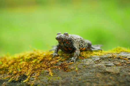 Europäische Feuerbauchkröte Bombina bombina, Amphibienfrosch sitzt auf Astmoos in Feuchtgebieten, gefährdete Arten der Natur, Feuer, Bauch, ökologische Stabilität natürlicher Reinheitsindikator