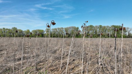 Sequía girasol campo seco común tierra dron aéreo Helianthus annuus, muy secar el suelo agrietado, el cambio climático, desastre ambiental y grietas de tierra, la muerte de plantas y animales, suelo