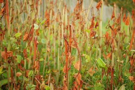 Knotweed Reynoutria pulvérisé herbicide roundup détruit feuilles pulvérisation de feuilles close-up invasif maison de village détail et Fallopia japonica Sakhalin japonais, sécheresse espèces expansives de plantes dangereuses