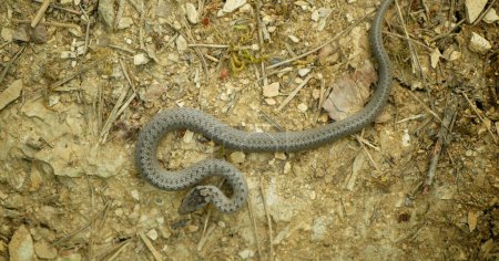 Smooth snake wild Coronella austriaca on sand reptile grass steppe and stones slow motion mighty rare juvenile crawling on rock searching prey, endangered species protected by law animal, dry meadow