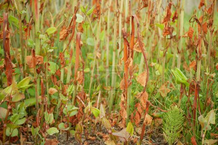 Knotweed Reynoutria rociado rodeo de herbicida destruye hojas rociado cerca de la casa de la aldea invasiva detalle y Fallopia japonica Sakhalin japonés, y especies expansivas de plantas peligrosas hoja