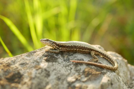 Common wall lizard wild Podarcis muralis close-up European stone on sand reptile detail grass steppe and stones slow motion mighty rare crawling on rock searching prey, endangered species small