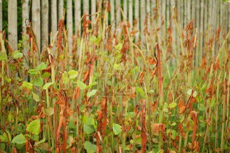 Knotweed Reynoutria invasor rociado herbicida rodeo destruye hojas spray de hoja de cerca detalle de la casa del pueblo y Fallopia japonica Sakhalin japonés, y especies expansivas de plantas peligrosas hoja