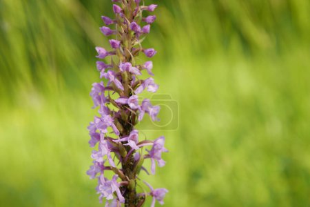 Fragrant orchid, wild orchid chalk plant pink blooms, Gymnadenia conopsea flower, meadow, endangered species blooming, the UNESCO biosphere reservation Bile Karpaty White Carpathians nature reserve