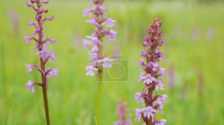 Fragrant orchid, wild orchid chalk plant pink blooms, Gymnadenia conopsea flower, meadow, endangered species blooming, the UNESCO biosphere reservation Bile Karpaty White Carpathians nature reserve