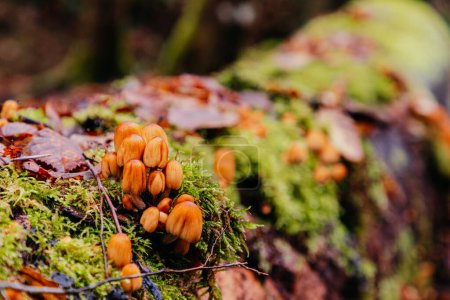 Nahaufnahme von kleinen Pilzen im herbstlichen Wald, die auf einem umgestürzten Baum wachsen