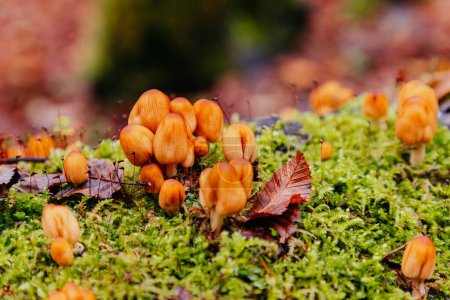 Primer plano de pequeños hongos en el bosque otoñal que crecen sobre un árbol caído