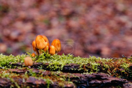 Close-up of small mushrooms in the autumn forest growing on a fallen tree