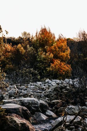 Restos quemados de un bosque en Croacia en una mañana soleada