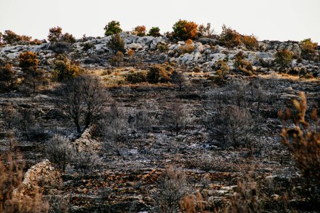 Verbrannte Überreste eines Waldes in Kroatien an einem sonnigen Morgen