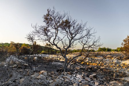 Burnt remains of a forest in Croatia on a sunny morning