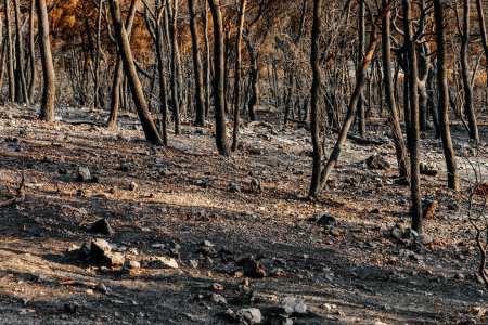 Restes brûlés d'une forêt en Croatie par une matinée ensoleillée