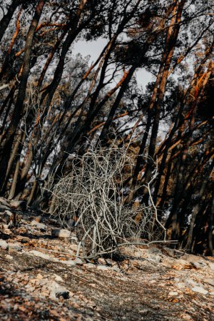 Restes brûlés d'une forêt en Croatie par une matinée ensoleillée