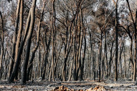 Verbrannte Überreste eines Waldes in Kroatien an einem sonnigen Morgen