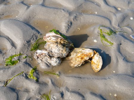 Photo for Japanese or Pacific oysters, Magallana gigas, and some sea lettuce on sand at low tide of Waddensea, Netherlands - Royalty Free Image