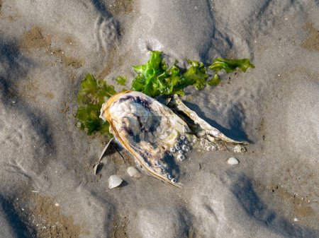 Photo for Japanese or Pacific oyster with barnacles and piece of sea lettuce on sand at low tide of Waddensea, Netherlands - Royalty Free Image