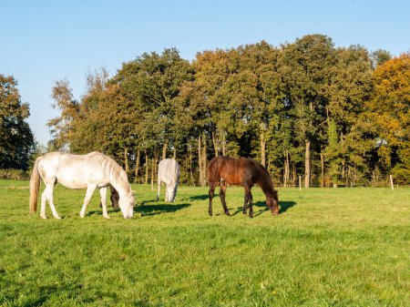 Téléchargez les photos : Pâturage de chevaux mangeant de l'herbe dans une prairie en automne près de la ville d'Ootmarsum, Overijssel, Pays-Bas - en image libre de droit